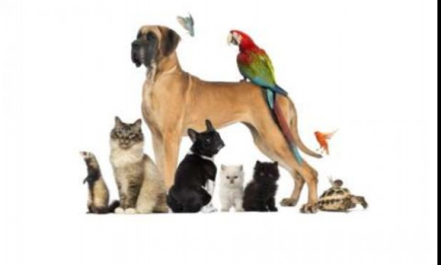 Petition : Pour changer le STATUT DES ANIMAUX comme être-vivant !