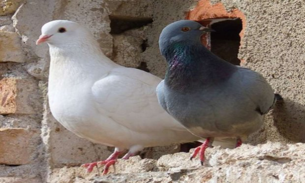 Petition : STOP à la capture des pigeons prévue pour 2020 à Salon de Provence dans le département des Bouches du Rhône