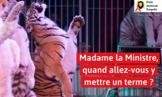 Petition : Pour que la Mairie de Villabé (91) s'engage pour l'interdiction des animaux dans les cirques