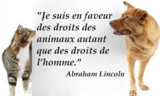 Petition : Création d'un ministère des droits des animaux en France