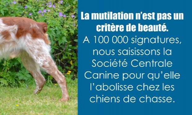 Petition : Queues de chiots mutilées : NON à la torture !