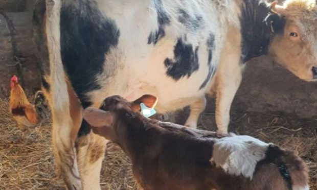 Petition : LA FERME DE L'HORREUR