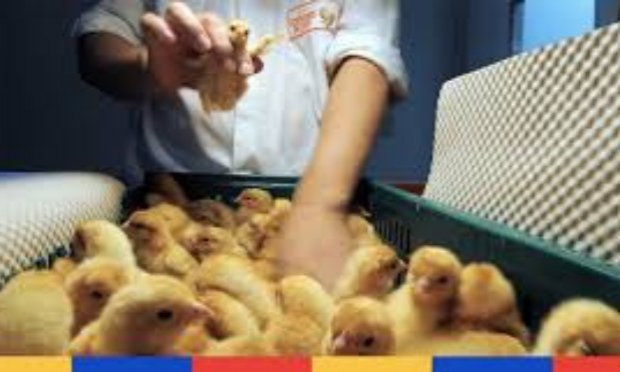 Petition : En marche vers une évolution radicale des droits des animaux en France