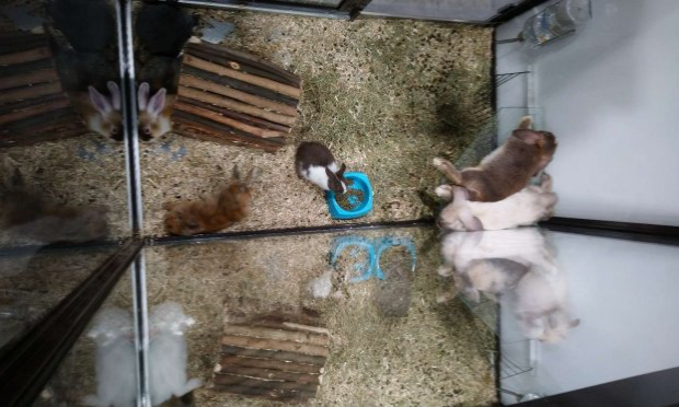 Petition : INTERDIRE LA VENTE D’ANIMAUX CHEZ NOA ANIMALERIE
