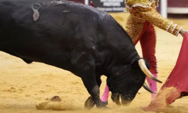 Petition : Pour l'interdiction des écoles privées de tauromachie en France