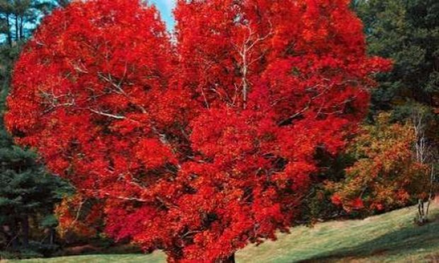 Petition : Monsieur le Maire d'Ajaccio, nous demandons des arbres pour l'ombre, la fraicheur, l'oxygène et la beauté nature sur le cours Napoléon.