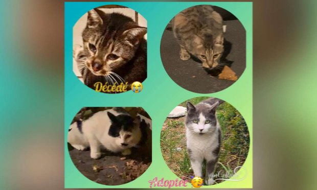 Petition : Pitié pour les chats !