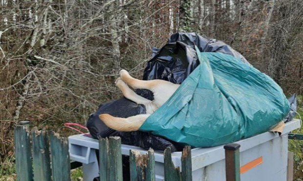 Petition : Justice exemplaire et enquête pour le chien retrouvé mort dans une poubelle à Barbaste ( Lot et Garonne )
