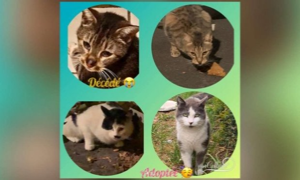 Petition : Pitié pour les chats !