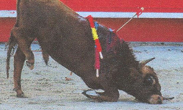 Petition : CORRIDAS : STOP  !