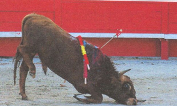 Pétition : Ensemble, abolissons la corrida