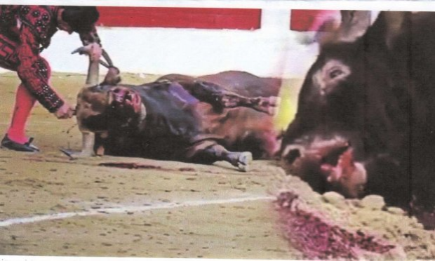 Petition : Ensemble, abolissons la corrida