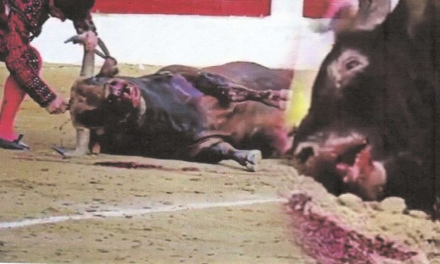 Petition : CORRIDAS : STOP  !