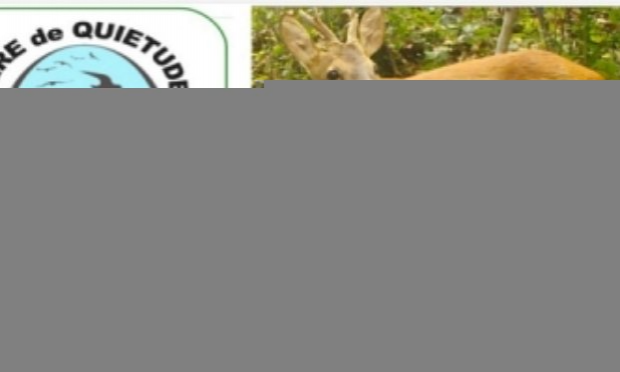 Petition : INTERDICTION DE LA CHASSE À COURRE ET DE LA CHASSE TOUT COURT