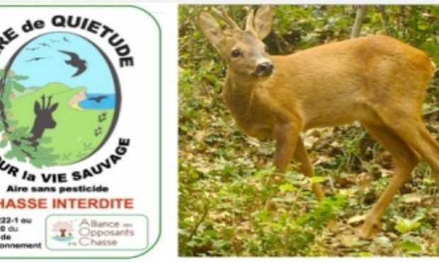 Petition : INTERDICTION DE LA CHASSE À COURRE ET DE LA CHASSE TOUT COURT