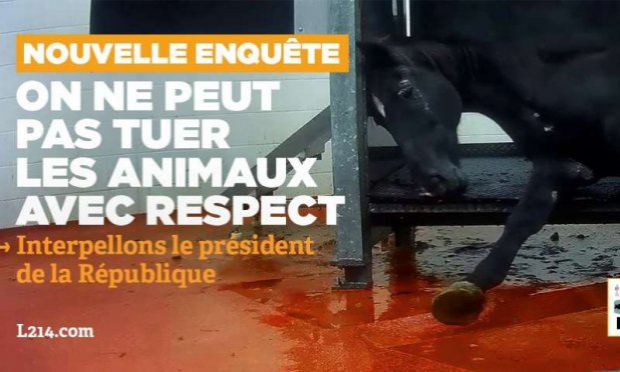 Petition : Pour que le cheval obtienne le statut d'animal de compagnie et par conséquent ne soit plus destiné aux abattoirs.