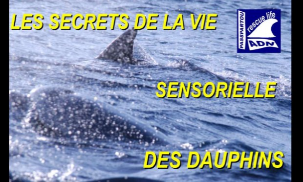 Petition : ALERTE ! NON A L’ÉCOCIDE DES ÉOLIENNES PELAGIQUES IMPLANTÉES ET FLOTTANTES (Méditerranée et océans) !