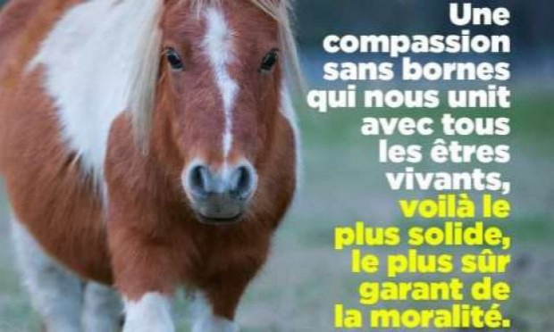 Petition : En marche vers une évolution radicale des droits des animaux en France