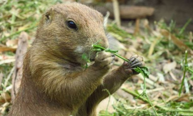Petition : En marche vers une évolution radicale des droits des animaux en France