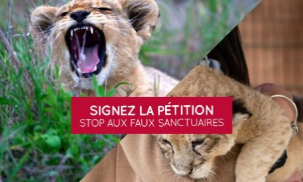 Petition : Fermeture des faux-sanctuaires pour animaux sauvages en France