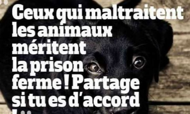 Petition : Pour que les actes de cruauté envers les animaux soient considérés comme un crime
