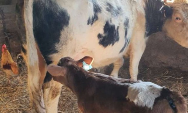 Petition : LA FERME DE L'HORREUR
