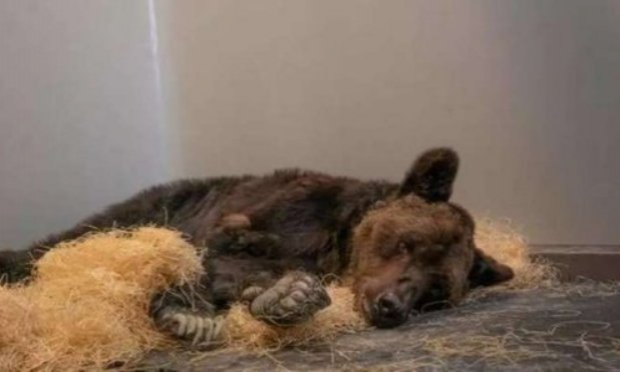 Petition : Justice suite à la mort de L'ours Mischa et retrait immédiat des ours 