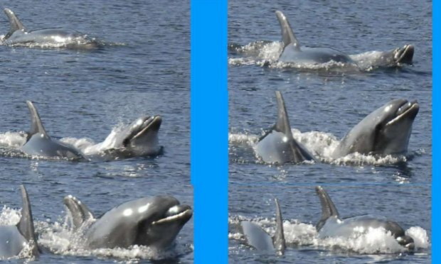 Petition : ALERTE ! NON A L’ÉCOCIDE DES ÉOLIENNES PELAGIQUES IMPLANTÉES ET FLOTTANTES (Méditerranée et océans) !
