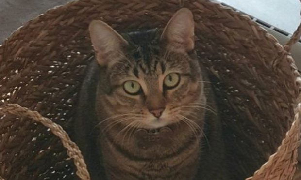 Petition : Pour demander à Air France la vérité et la suite des recherches pour la chatte Teddy