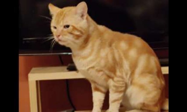 Petition : L 'ARCHE DE MADDY en DETRESSE, refuge animalier