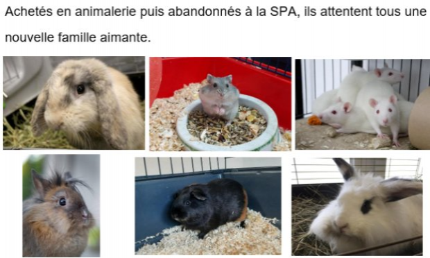 Petition : INTERDIRE LA VENTE D’ANIMAUX CHEZ NOA ANIMALERIE