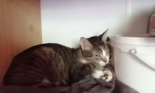 Petition : L 'ARCHE DE MADDY en DETRESSE, refuge animalier