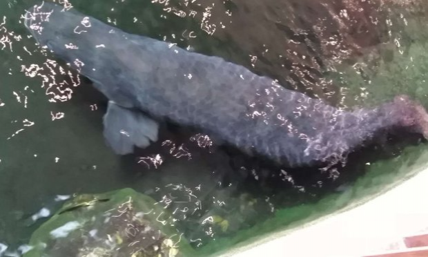 Petition : Stop à la pêche industrielle avec des filets géants sans distinction des proies et raclage destructifs des fonds marins