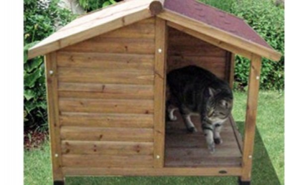 Petition : Pitié pour les chats !