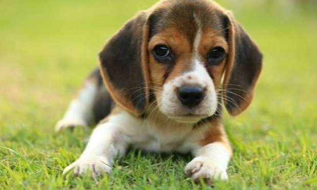Petition : Prison ferme et interdiction de détenir des animaux envers l'individu ayant tué son chiot beagle dans le XVe arrondissement le 7 mai 2021