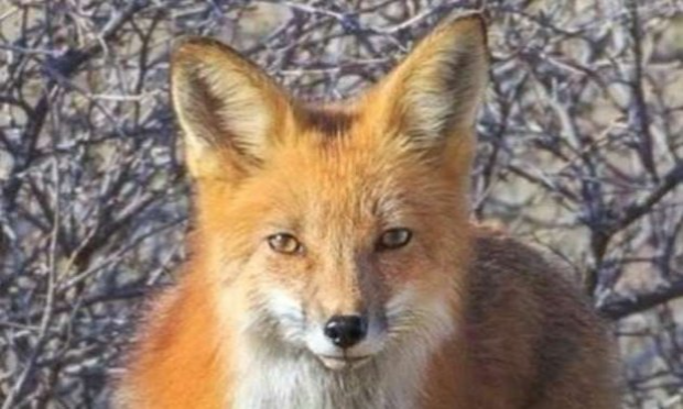 Petition : Non à l'abattage des 1700 renards dans l'Oise