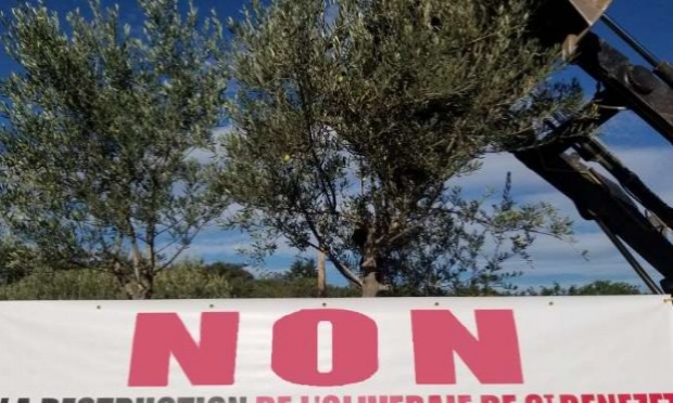 Petition : Refus de bétonnage dans l'oliveraie de Saint-Bénézet  (Gard)