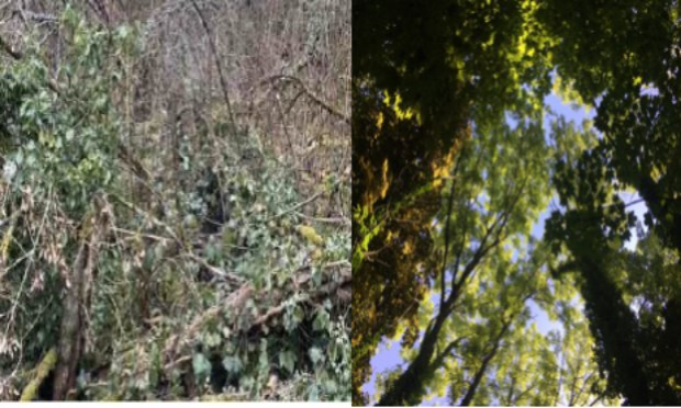 Petition : NON A LA DESTRUCTION DE LA FORET DE PLAPPEVILLE !