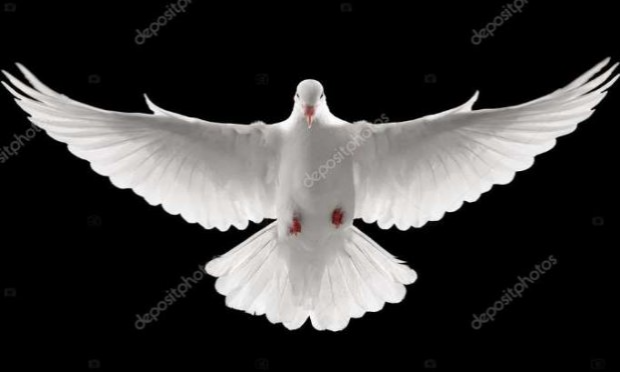 Petition : STOP au massacre des pigeons