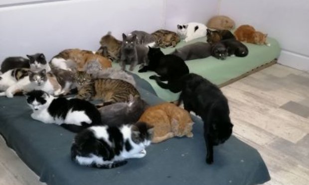 Petition : L 'ARCHE DE MADDY en DETRESSE, refuge animalier