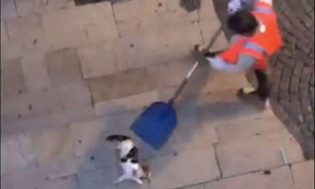 Petition : Sanction exemplaire à l'encontre de l'agent de la société Véolia ayant balancé un chat blessé dans une remorque à ordures à Montélimar