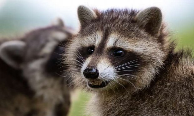 Petition : STOP au massacre des ratons laveurs dans l'Aisne et ailleurs, OUI à la stérilisation !