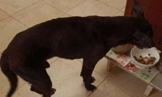 Petition : URGENCE POUR TEDY LE CHIEN