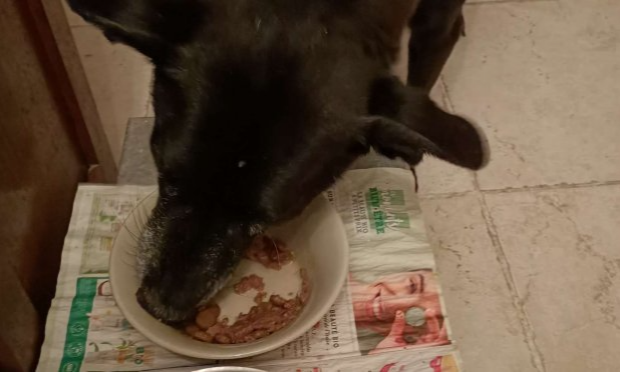 Petition : URGENCE POUR TEDY LE CHIEN