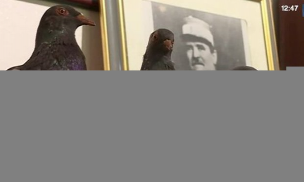 Petition : STOP au massacre des pigeons