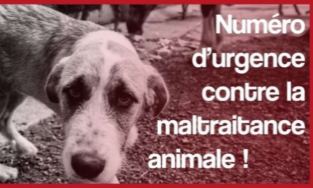 Petition : Pour la création d'un numéro d'urgence unique en France contre la maltraitance animale