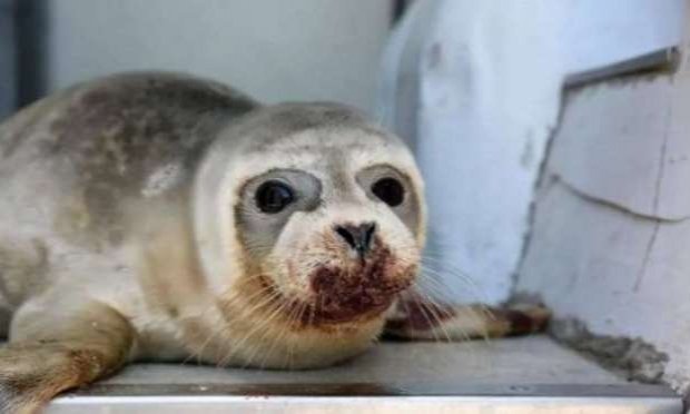 Petition : Justice pour le bébé phoque assassiné à coups de pieds sur une plage de Dunkerque