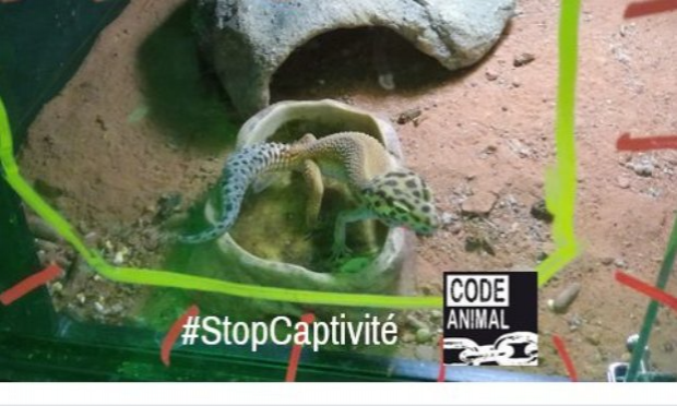 Petition : Contre la détention des animaux sauvages chez les particuliers : la Liste Positive !