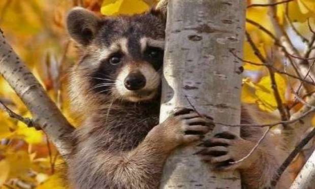Petition : STOP au massacre des ratons laveurs dans l'Aisne et ailleurs, OUI à la stérilisation !