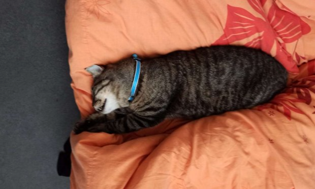 Petition : URGENT IL FAUT SAUVER MON CHAT MARIUS